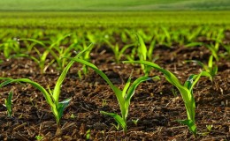 How to choose the right herbicide for corn and process: a review of the best products