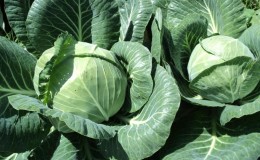 Features of planting and growing a hybrid of Rinda cabbage f1