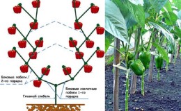 How the formation of a pepper bush is made: instructions for beginners and common mistakes
