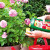 How and what to feed roses in July for lush bloom