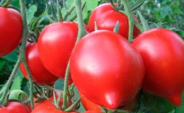 We get a record harvest with the Hali Gali tomato: life hacks of gardeners and basic rules for caring for a hybrid