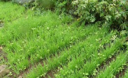 Why rye is good, how green manure is in the fall and how to plant it correctly