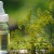 Instructions for young mothers: how to brew dill for newborns from colic and apply it correctly