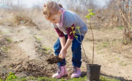 A beginner's guide to planting almonds in the fall