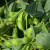 Photos and characteristics of soybean varieties