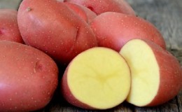 Potato variety
