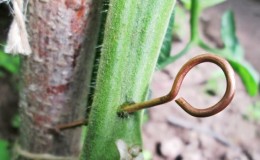 Rescue with copper wire from late blight on tomatoes - myth or reality: full analysis