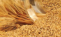 What kind of plant is barley: description and characteristics