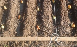 A step-by-step guide to planting shallots before winter