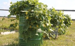 Step-by-step cultivation of cucumbers in a barrel, photos and useful tips