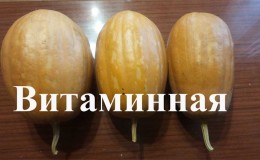 One of the most popular varieties of pumpkin