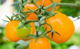 Unusual in appearance and amazingly delicious tomato
