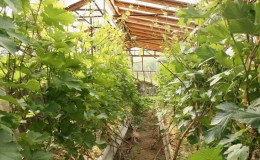 Non-covering grape varieties for the Leningrad region