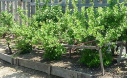 Where is the best place to plant gooseberries in the garden