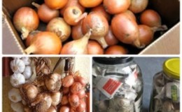 Step-by-step instructions on how to keep onions for the winter at home