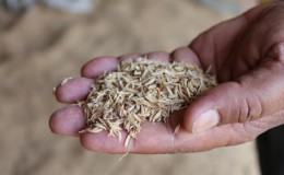 The composition and features of the use of rice husk