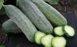 Early ripe hybrid of cucumbers 
