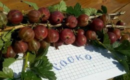 Young but very promising gooseberry variety