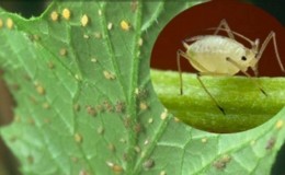 How to deal with aphids on cucumbers: the best folk remedies