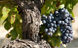 Heat-loving high-yielding grape variety Garnacha (Grenache)