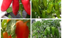 A variety that can become your favorite - the