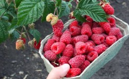 The best varieties of large-fruited raspberries