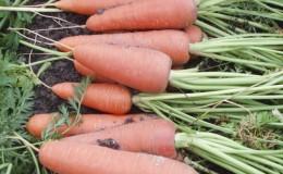 Mid-late hybrid of carrots Cascade f1