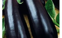 A relatively new, but managed to fall in love with summer residents, the Almaz eggplant variety