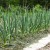 Onions and garlic in the same garden: is it possible to plant them together