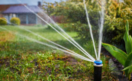 How much and how often to water the apricot in the summer: detailed instructions
