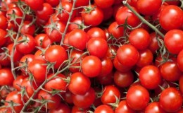 We grow tiny tomatoes in the garden and at home - the