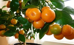 Reasons why mandarin leaves fall and methods for saving the plant