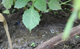 How to water and feed grapes in spring: instructions for beginners