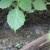 How to water and feed grapes in spring: instructions for beginners