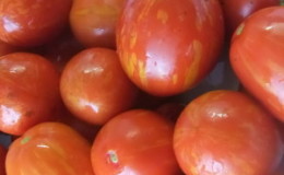 A striking representative of the new cocktail type - the tomato