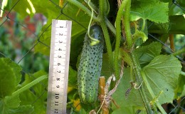 How to grow Ekol cucumbers on your plot and get an excellent harvest for universal use