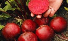 High-yielding variety from Italian breeders - Detroit beets: a complete review and instructions for growing