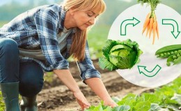What can be planted after cabbage next year