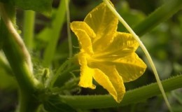 What to do with barren flowers on cucumbers in a greenhouse and how to prevent their appearance