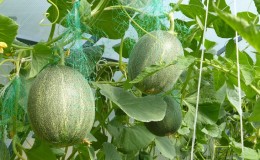 Instructions for growing melons in Siberia in the open field for beginner gardeners