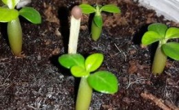 How to grow beans at home: a step-by-step guide