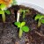 How to grow beans at home: a step-by-step guide