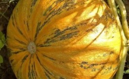 Why Almond Gourd is Good and How to Grow It