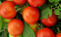 Why do they like tomatoes of the Peach series?