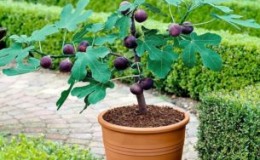 Simple ways to propagate figs by cuttings at home