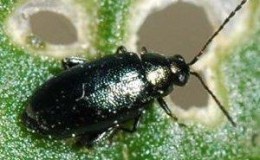 Saving the harvest from uninvited guests: how to find out who is gnawing beets in the garden and defeat the pest quickly and easily