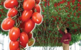 How to care for a tomato