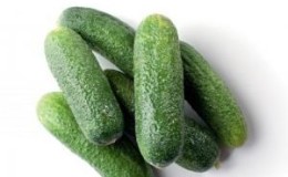 Delicious and easy to grow cucumbers 
