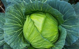 High-yielding Westry f1 cabbage hybrid with excellent taste
