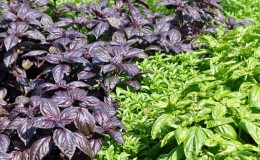 Planting, cultivation, outdoor care and propagation of basil
